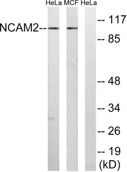 NCAM2 antibody