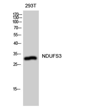 NDUFS3 antibody