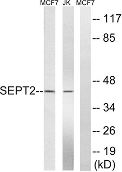 Septin 2 antibody