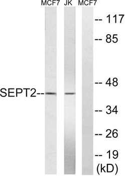 Septin 2 rabbit pAb