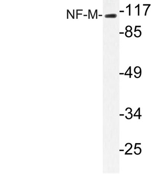 NF-M rabbit pAb