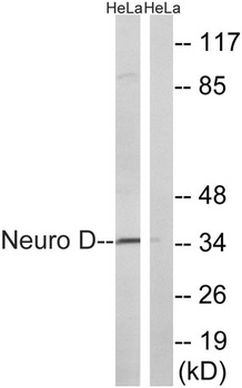 Neuro D rabbit pAb