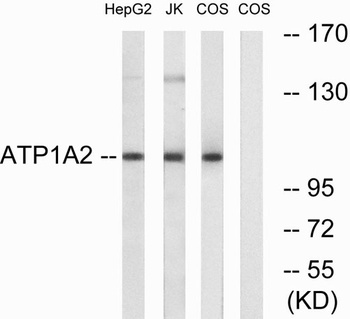 Na+/K+-ATPase α2 rabbit pAb