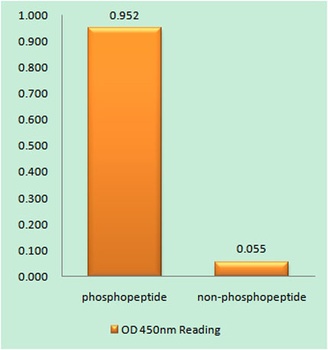 NFATc1 (phospho Ser294) rabbit pAb
