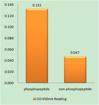 NFATc4 (phospho Ser168/S170) rabbit pAb