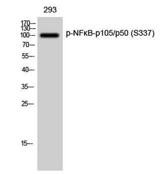 NF kappa B-p105/p50 (phospho-Ser337) antibody