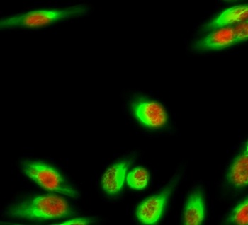 NF kappa B-p105/p50 antibody