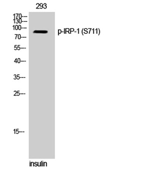IRP-1 (phospho-Ser711) antibody