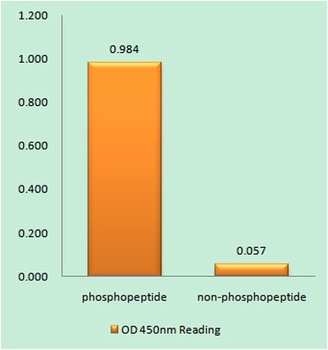 IRP-1 (phospho Ser711) rabbit pAb Antibody