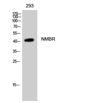 NMBR antibody