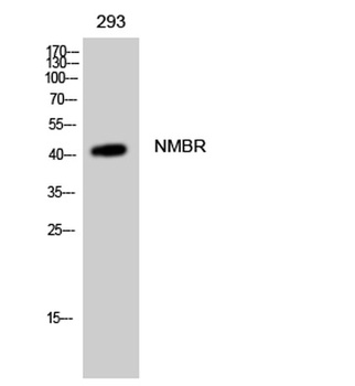 NMBR rabbit pAb