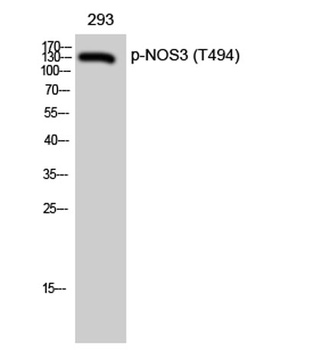 eNOS (phospho Thr494) rabbit pAb
