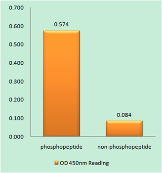 eNOS (phospho Thr494) rabbit pAb Antibody