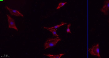 NOS3 antibody