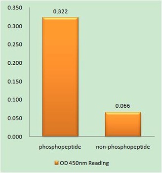 CNOT2 (phospho Ser101) rabbit pAb