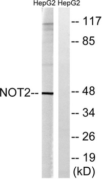 CNOT2 rabbit pAb