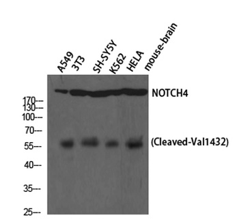 Cleaved-Notch 4 (V1432) rabbit pAb