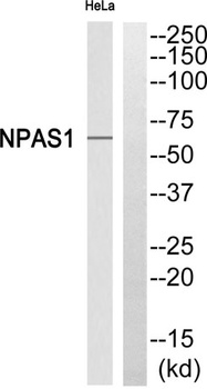 Neuronal PAS1 rabbit pAb