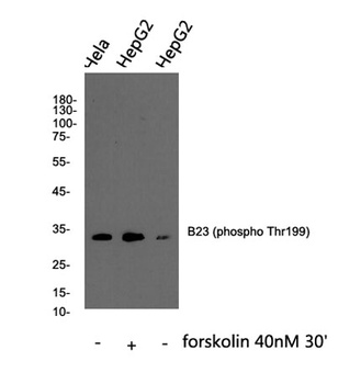 B23 (phospho-Thr199) antibody