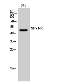 NPY1-R antibody