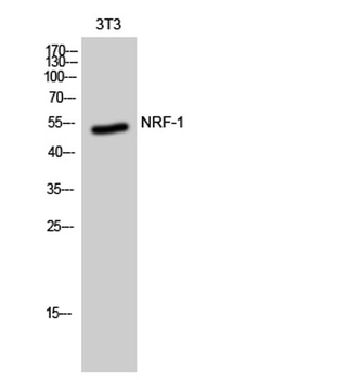 NRF-1 rabbit pAb