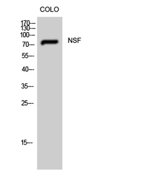 NSF rabbit pAb Antibody