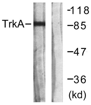 Trk A antibody