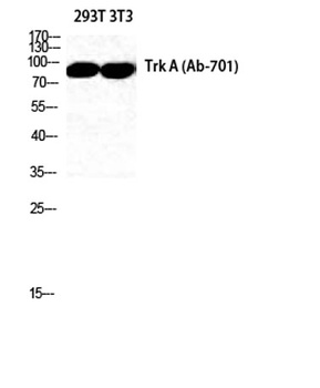 Trk A antibody