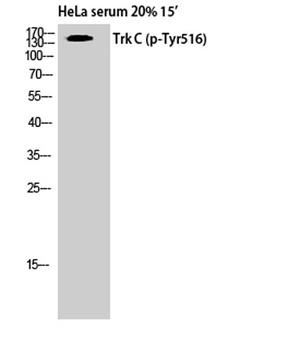 Trk C (phospho Tyr516) rabbit pAb