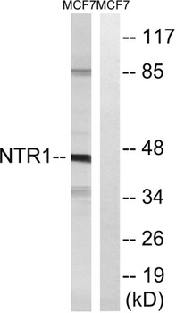 NTR1 rabbit pAb