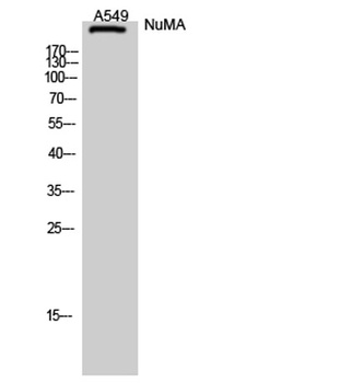 NuMA rabbit pAb