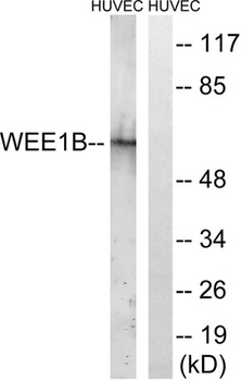 Wee 2 antibody