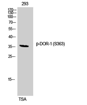 DOR-1 (phospho-Ser363) antibody