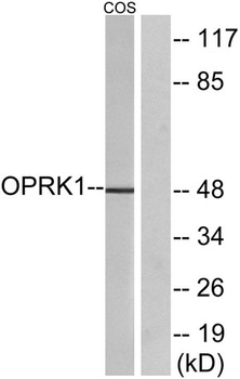 KOR-1 rabbit pAb