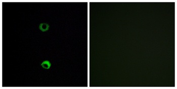 Olfactory receptor 3A2 rabbit pAb