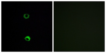 Olfactory receptor 3A2 antibody