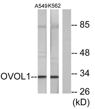 Ovol1 antibody