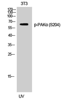 PAK alpha (phospho-Ser204) antibody