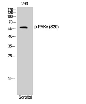PAK gamma (phospho-Ser20) antibody