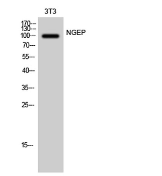 NGEP rabbit pAb Antibody