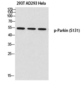 Parkin (phospho Ser131) rabbit pAb