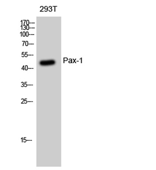 Pax-1 antibody