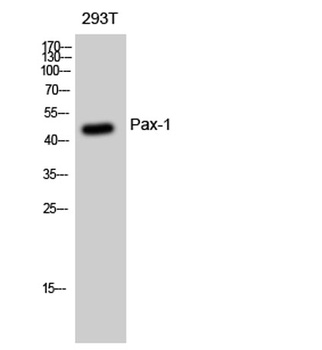 Pax-1 rabbit pAb