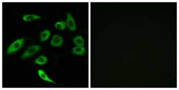 T2R3 antibody