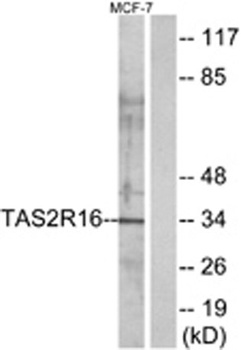 T2R16 antibody