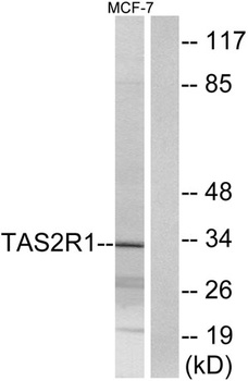 T2R1 antibody