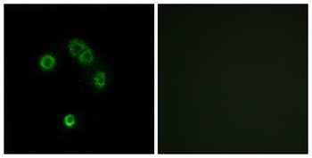 T2R13 antibody