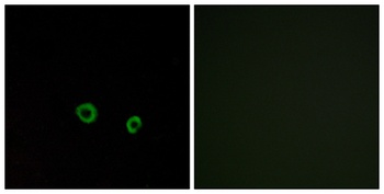 T2R10 antibody