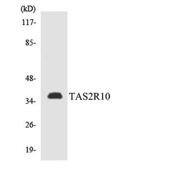 T2R10 rabbit pAb Antibody