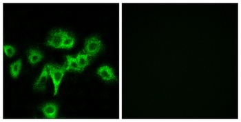 CDO antibody